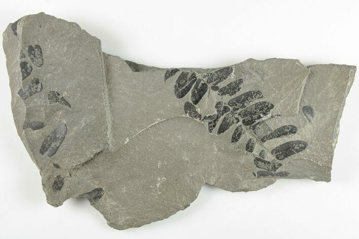 Pennsylvanian Fossil Fern (Neuropteris) Plate - Kentucky #201664